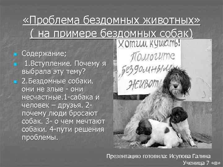  «Проблема бездомных животных» ( на примере бездомных собак) n n n Содержание; 1.