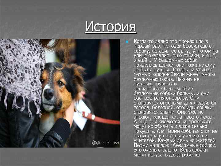 История n Когда-то давно это произошло в первый раз. Человек бросил свою собаку, оставил