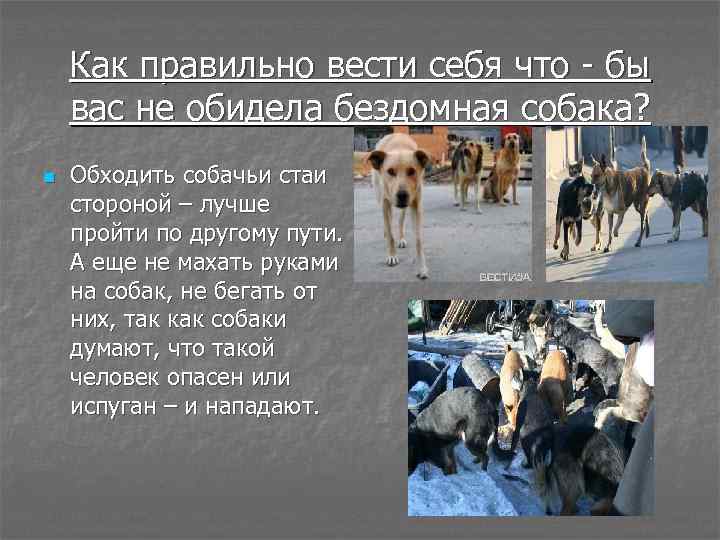 Как правильно вести себя что - бы вас не обидела бездомная собака? n Обходить