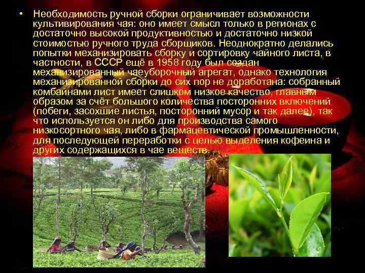  • Необходимость ручной сборки ограничивает возможности культивирования чая: оно имеет смысл только в