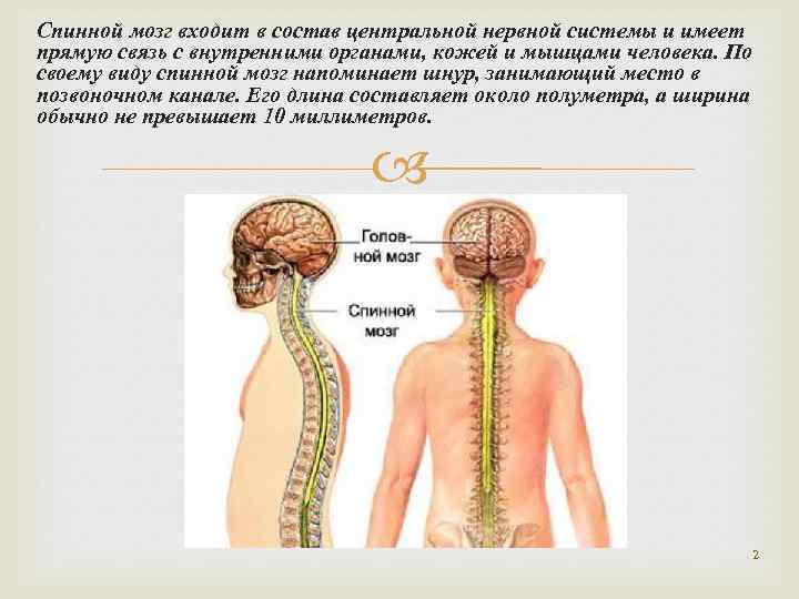 Спинной мозг входит в состав центральной нервной системы и имеет прямую связь с внутренними