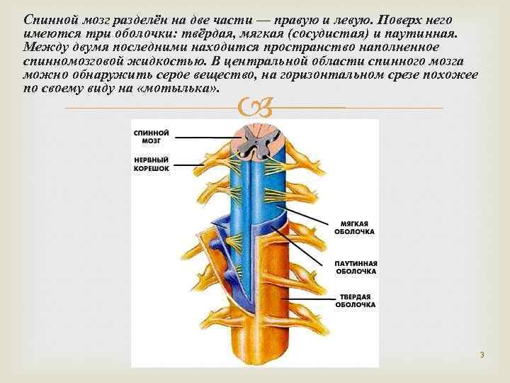 Спинной мозг разделён на две части — правую и левую. Поверх него имеются три