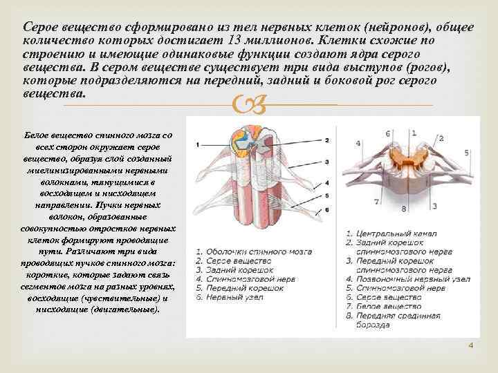 Серое вещество спинного мозга это