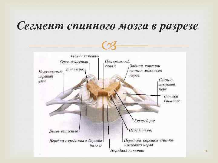 Сегмент спинного мозга в разрезе 7 