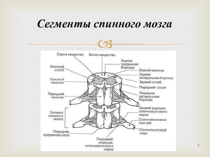 Схема сегмента спинного мозга