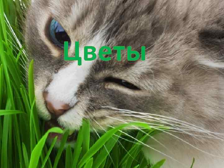Цветы 