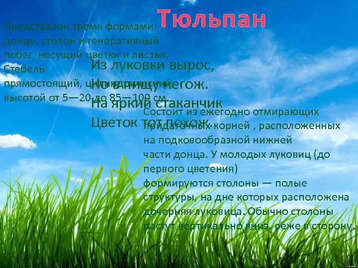Тюльпан Представлен тремя формами: донце, столон и генеративный побег, несущий цветки и листья. Из