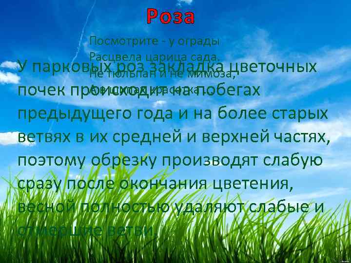 Роза Посмотрите - у ограды Расцвела царица сада. У парковых роз закладка цветочных Не
