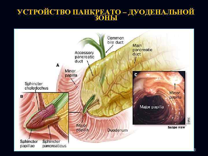 УСТРОЙСТВО ПАНКРЕАТО – ДУОДЕНАЛЬНОЙ ЗОНЫ 128 