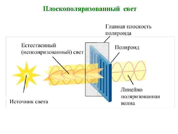 Плоскополяризованный свет 