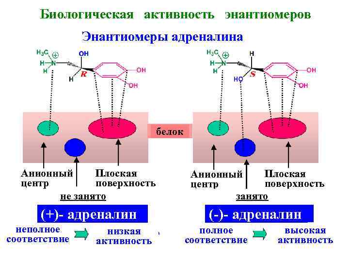 Биологическая активность энантиомеров Энантиомеры адреналина белок Анионный Плоская центр поверхность не занято Плоская Анионный