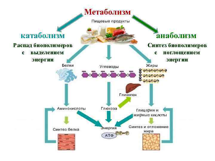 Метаболизм катаболизм анаболизм Распад биополимеров с выделением энергии Синтез биополимеров с поглощением энергии Глицерин