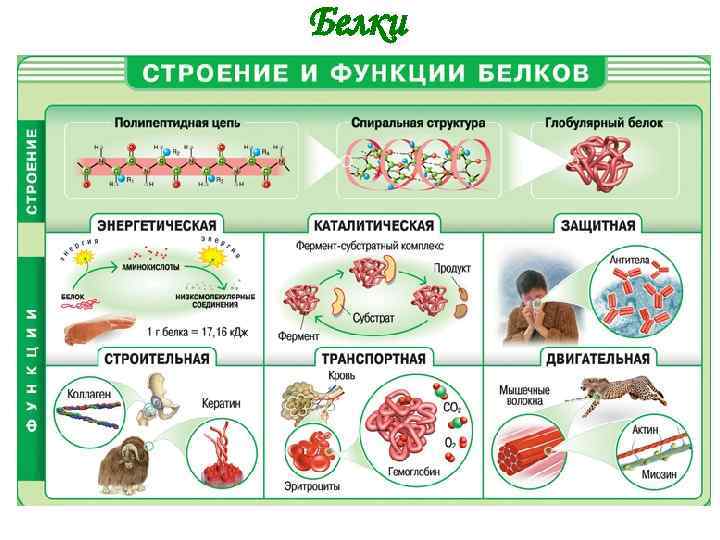 Белки 