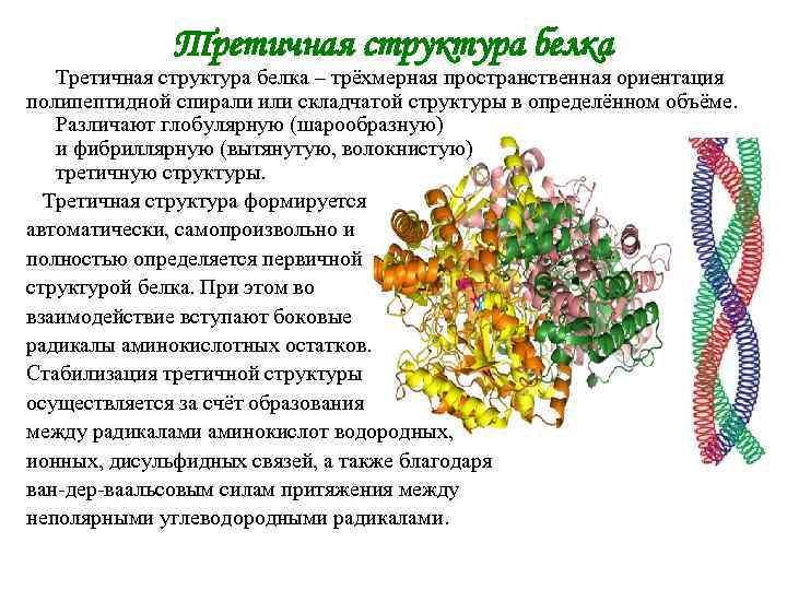 Третичная структура белка – трёхмерная пространственная ориентация полипептидной спирали или складчатой структуры в определённом