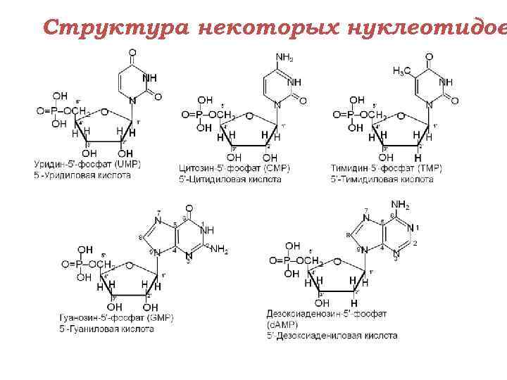 Цитидиловый нуклеотид содержит