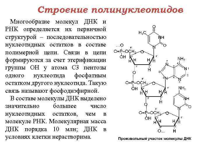Строение полинуклеотидов Многообразие молекул ДНК и РНК определяется их первичной структурой – последовательностью нуклеотидных