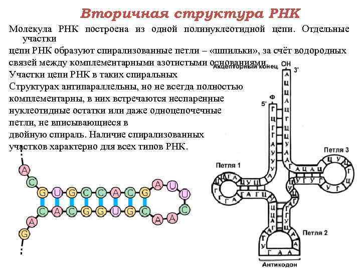 Вторичная структура РНК Молекула РНК построена из одной полинуклеотидной цепи. Отдельные участки цепи РНК