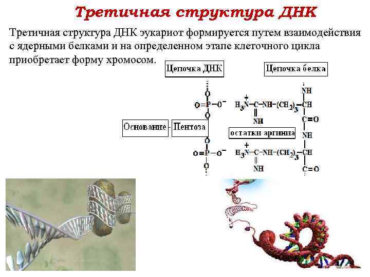 Третичная структура ДНК эукариот формируется путем взаимодействия с ядерными белками и на определенном этапе