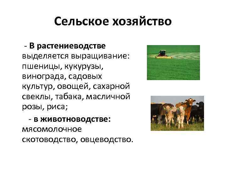 Сельское хозяйство - В растениеводстве выделяется выращивание: пшеницы, кукурузы, винограда, садовых культур, овощей, сахарной