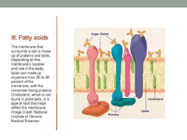 III. Fatty acids The membrane that surrounds a cell is made up of proteins