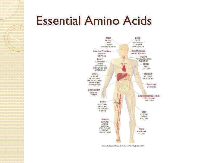 Essential Amino Acids 