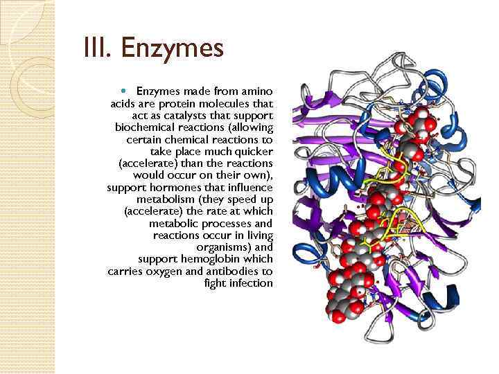 III. Enzymes made from amino acids are protein molecules that act as catalysts that