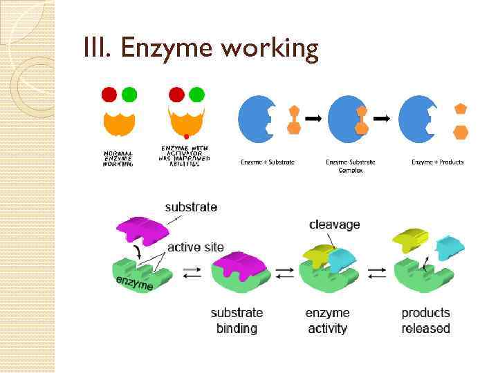 III. Enzyme working 