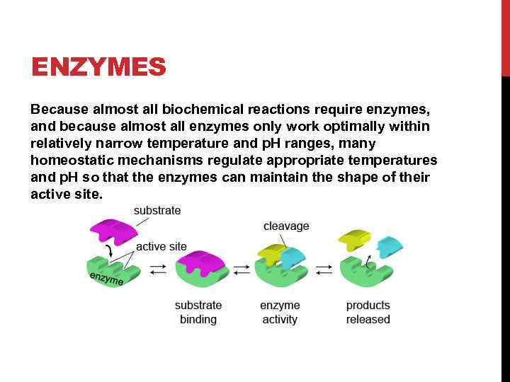 ENZYMES Because almost all biochemical reactions require enzymes, and because almost all enzymes only