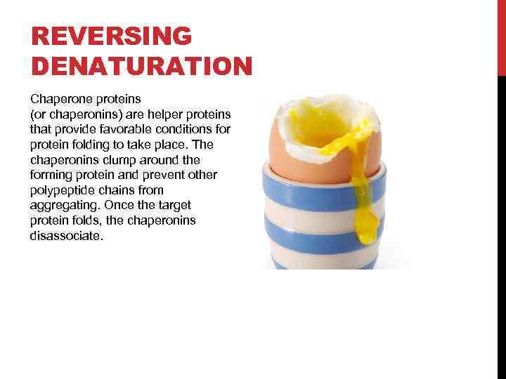 REVERSING DENATURATION Chaperone proteins (or chaperonins) are helper proteins that provide favorable conditions for