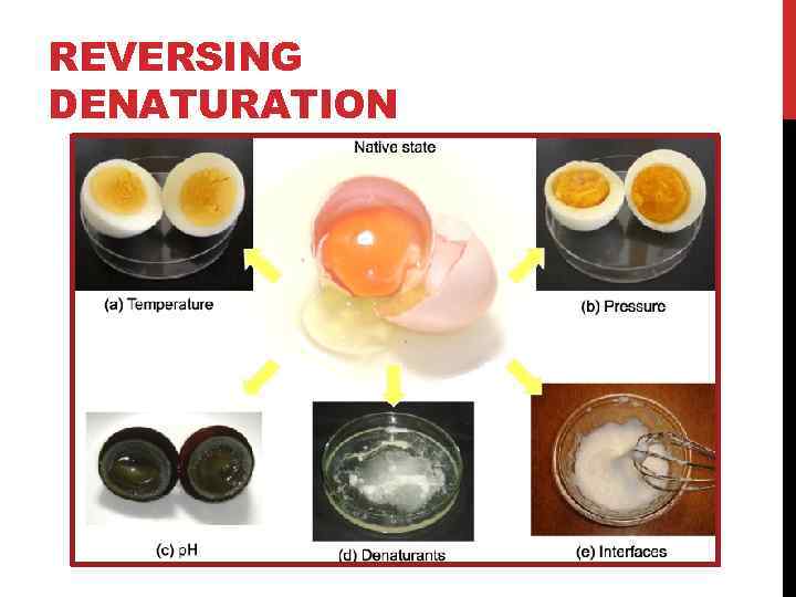 REVERSING DENATURATION 
