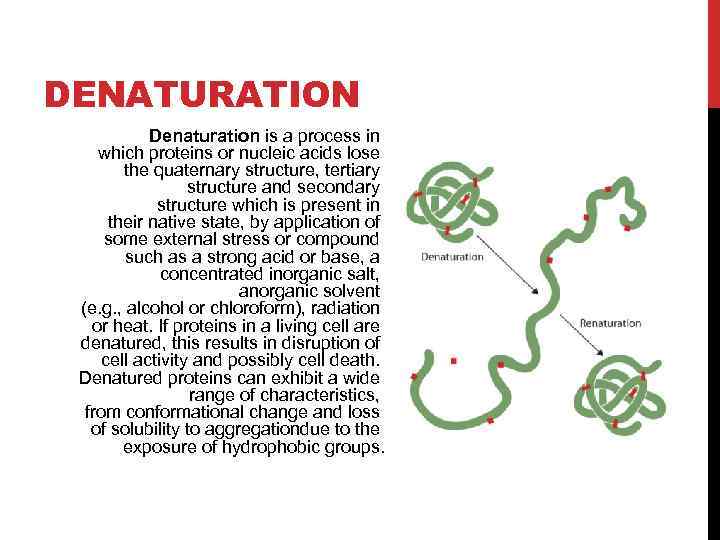DENATURATION Denaturation is a process in which proteins or nucleic acids lose the quaternary