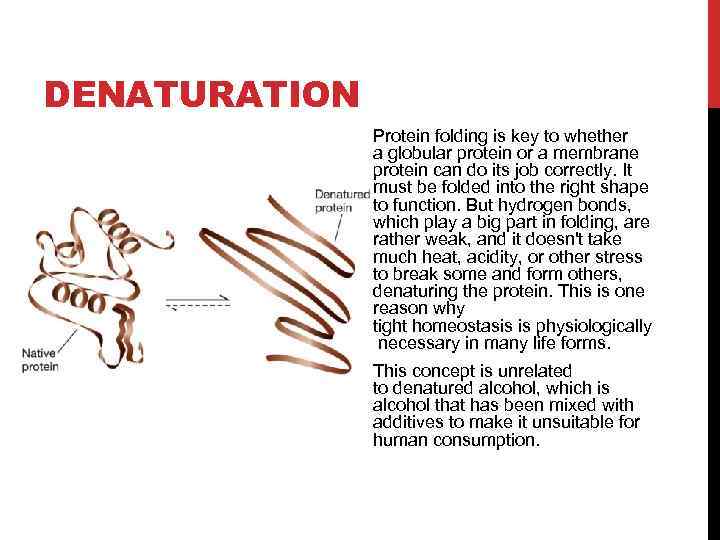 DENATURATION Protein folding is key to whether a globular protein or a membrane protein