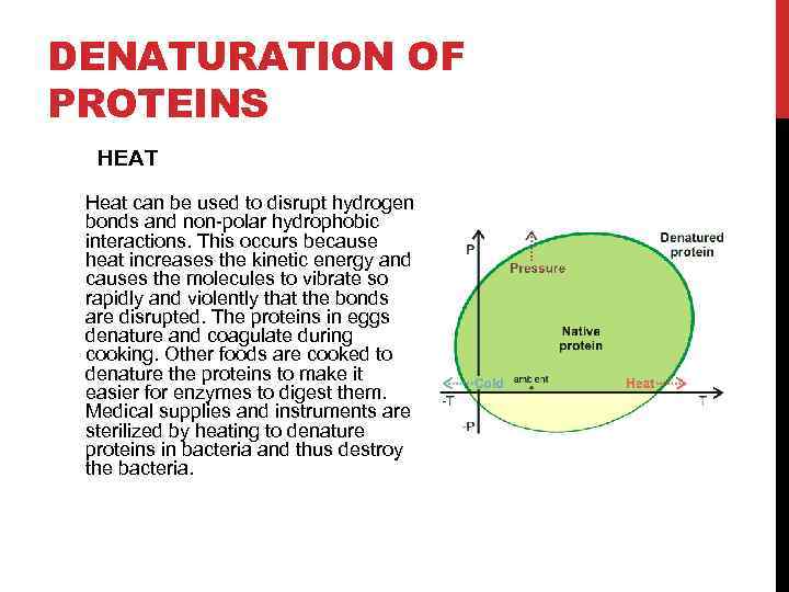 DENATURATION OF PROTEINS HEAT Heat can be used to disrupt hydrogen bonds and non-polar