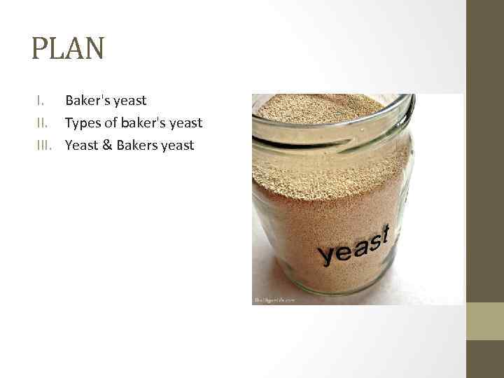 PLAN I. Baker's yeast II. Types of baker's yeast III. Yeast & Bakers yeast