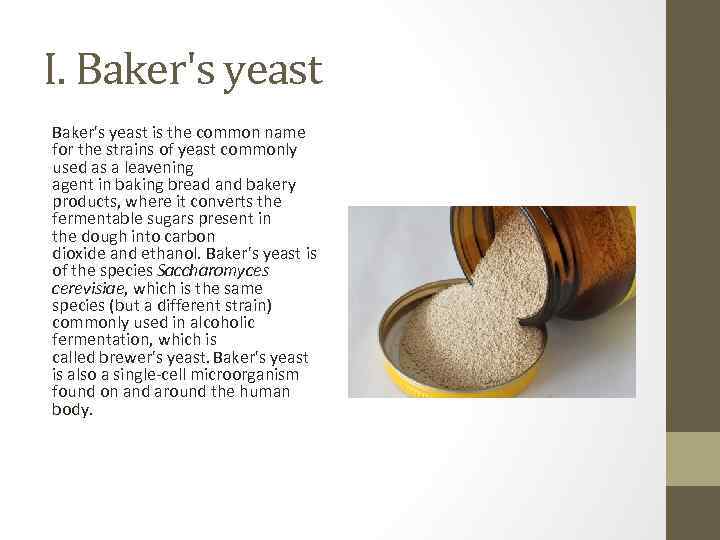 I. Baker's yeast is the common name for the strains of yeast commonly used