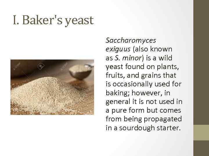I. Baker's yeast Saccharomyces exiguus (also known as S. minor) is a wild yeast