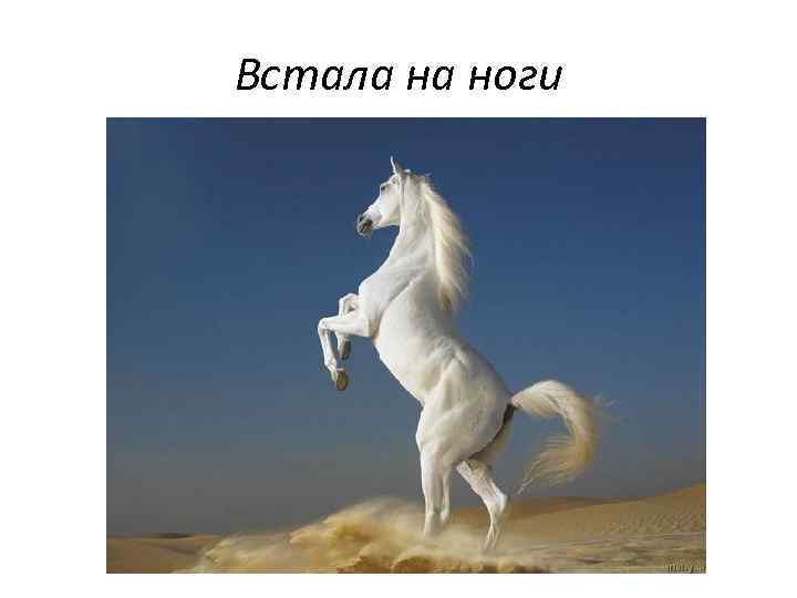 Встала на ноги 