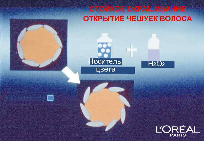 СТОЙКОЕ ОКРАШИВАНИЕ ОТКРЫТИЕ ЧЕШУЕК ВОЛОСА Носитель цвета Н 2 О 2 