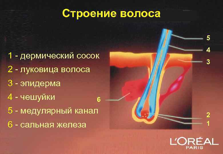 Волосяная луковица. Строение волоса. Строение волосяного фолликула. Строение волоса человека. Строение волосяной луковицы.