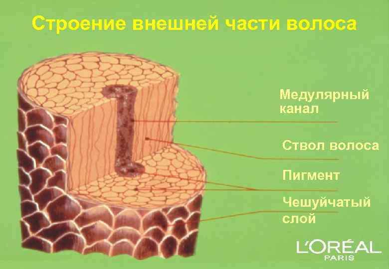 Строение внешней части волоса Медулярный канал Ствол волоса Пигмент Чешуйчатый слой 