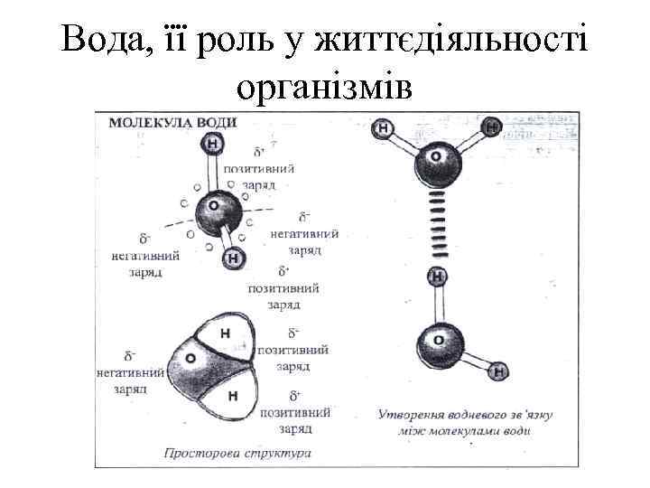 Вода, її роль у життєдіяльності організмів 
