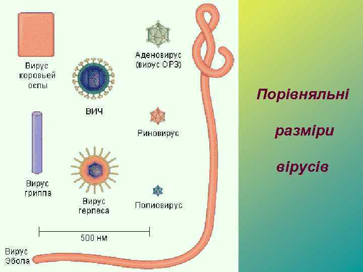 Порівняльні разміри вірусів 