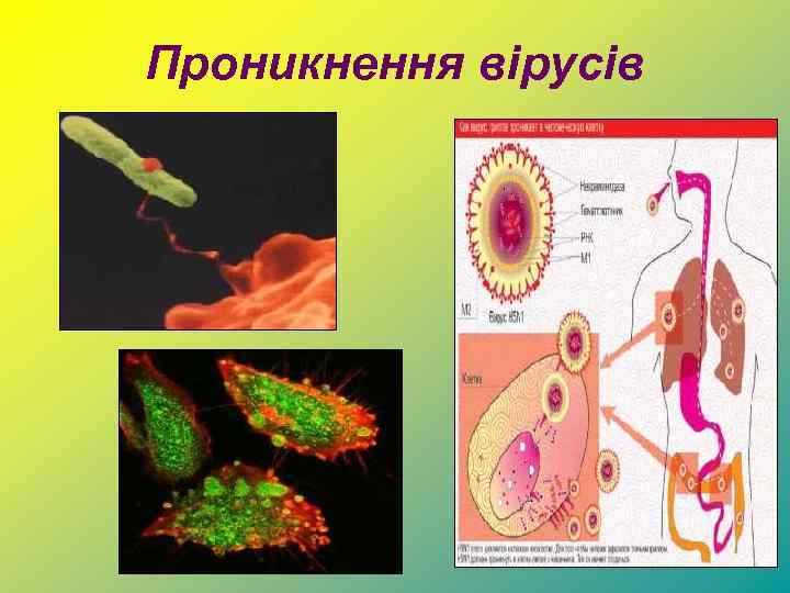 Проникнення вірусів 