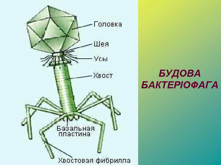 БУДОВА БАКТЕРІОФАГА 