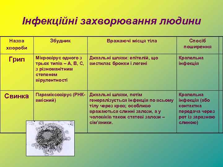 Інфекційні захворювання людини Назва хвороби Збудник Грип Мікровірус одного з трьох типів – A,