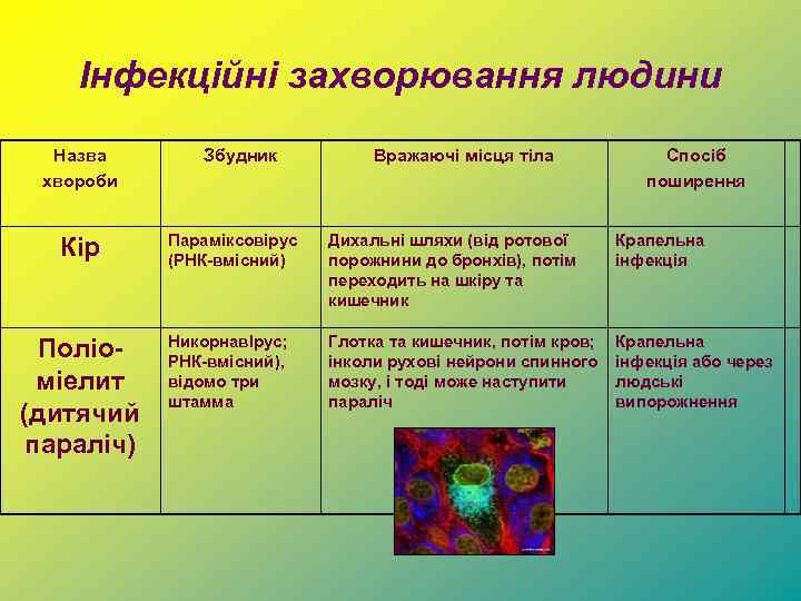 Інфекційні захворювання людини Назва хвороби Збудник Вражаючі місця тіла Спосіб поширення Кір Параміксовірус (РНК-вмісний)