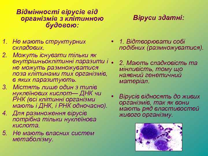 Відмінності вірусів від організмів з клітинною будовою: Віруси здатні: 1. Не мають структурних •