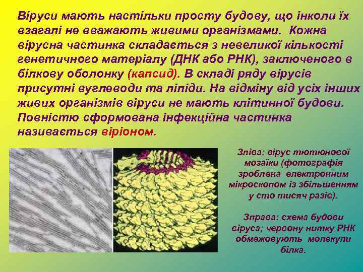 Віруси мають настільки просту будову, що інколи їх взагалі не вважають живими організмами. Кожна