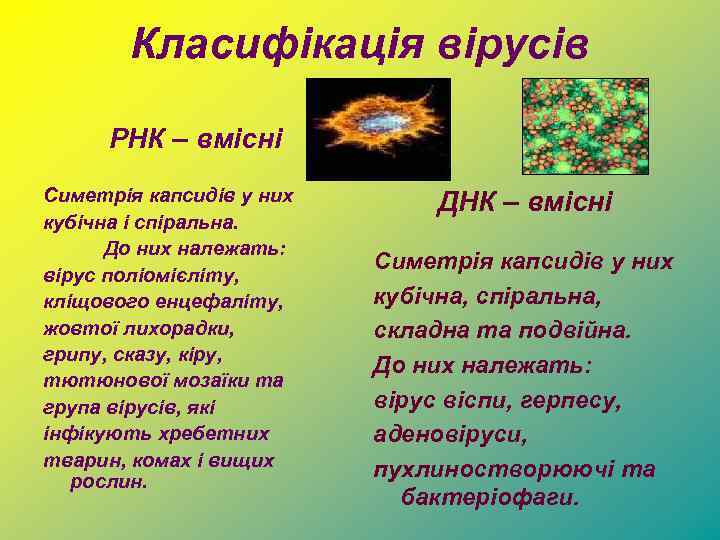 Класифікація вірусів РНК – вмісні Симетрія капсидів у них кубічна і спіральна. До них