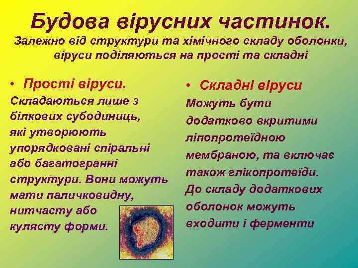 Будова вірусних частинок. Залежно від структури та хімічного складу оболонки, віруси поділяються на прості